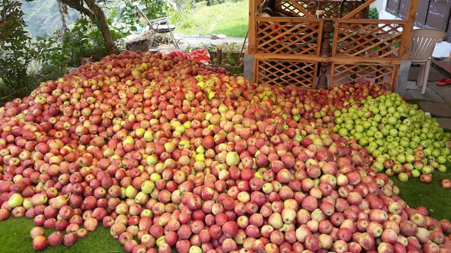 خوردن سیب زیر درختی امروز موجب افزایش طول عمر می شود